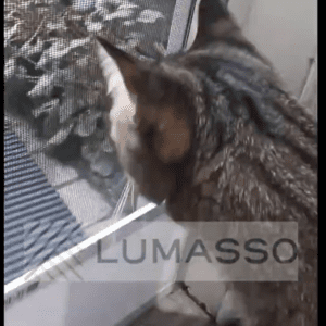 cat-guard-for-retractable-screen