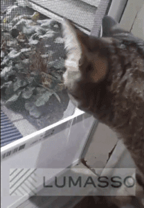 cat-looking-out-retractable-screen-door-lumasso