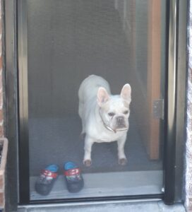 phifer-pet-mesh-for-retractable-screen-door